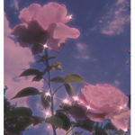 ~ P i n k r o s e s ~