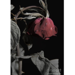 Wilting Rose Productions