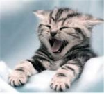 Fans Of Animals!!!!!!