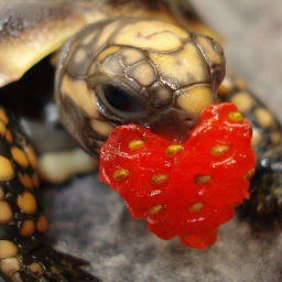 🐢