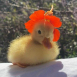 -duck-squad-