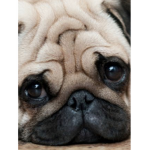 The pug buds!