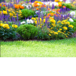 Garden Robux Group