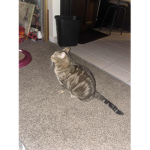 grey the cat