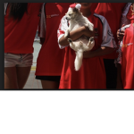 #DOG SQUARD