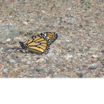 Butterfly cutie