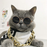 .+ $ Dat dripped out cat. $ +.