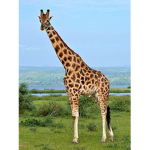 Girraffe group