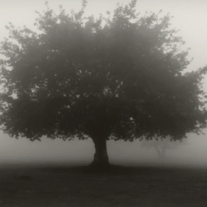 The lonely tree