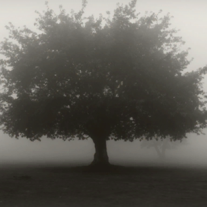 The lonely tree