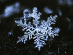 snobal