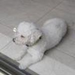 snow my dog