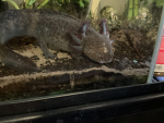 The amazing axolotl fan club