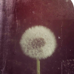 Mourningbells