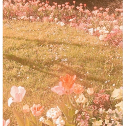 🏵