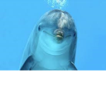Sea World ROBLOX