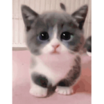 Kawaiii kittenss