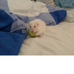 Hamster United (Fight for Hamster rights)