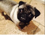 Da Pug Group!