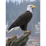 Eagles Incorporated