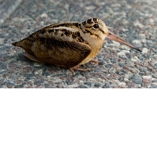 timberdoodle sandpipers