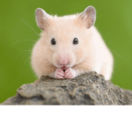 Club_hamster