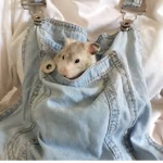 really rad rats