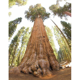 Huge Tree