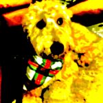 doggies Are cooler than us