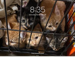 Cat’s palace