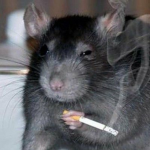 los ratounes