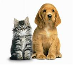 cats vs  dogs minigames