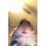 Pudding.the_hamster