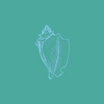 Conch Sportswear