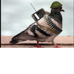 Pigeon Republic