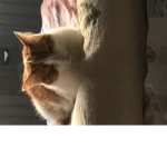 Catty The Mila