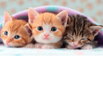 Club Gatito