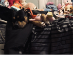 Naomi dog