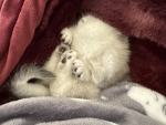 RAWRRRRRRRRRRRRRRRRRRRRRRRRRRRRRRRRRRRRRRRRRRRRRR