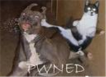PWND Nation