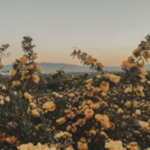 Smieja1122's Sunflowers
