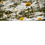 ✿Daisies✿