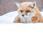 Fox's Only Clan