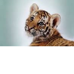 Tiger Hangout