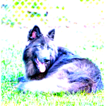 Giulianacoco