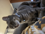 Do You Like Cats? If You Do Join This Group