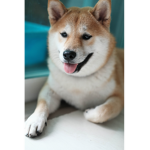 The best official doge group