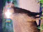 Capybara Clan 180