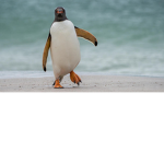 penguin life