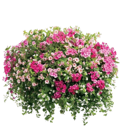 Square Decal